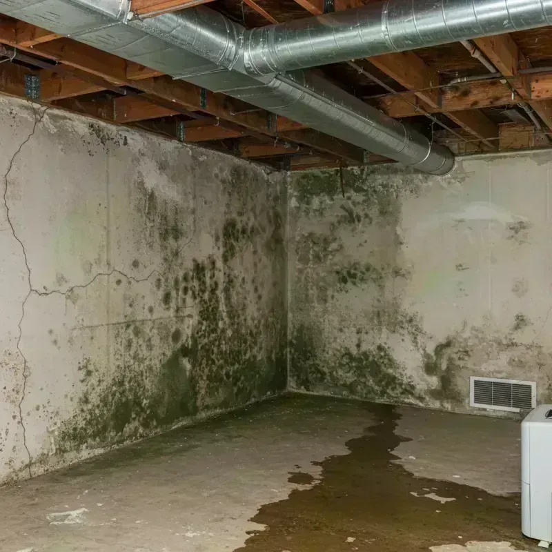 Professional Mold Removal in Mount Vernon, KY